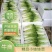 新鲜娃娃菜大量供应种植基地现采现发品质保障诚信经营