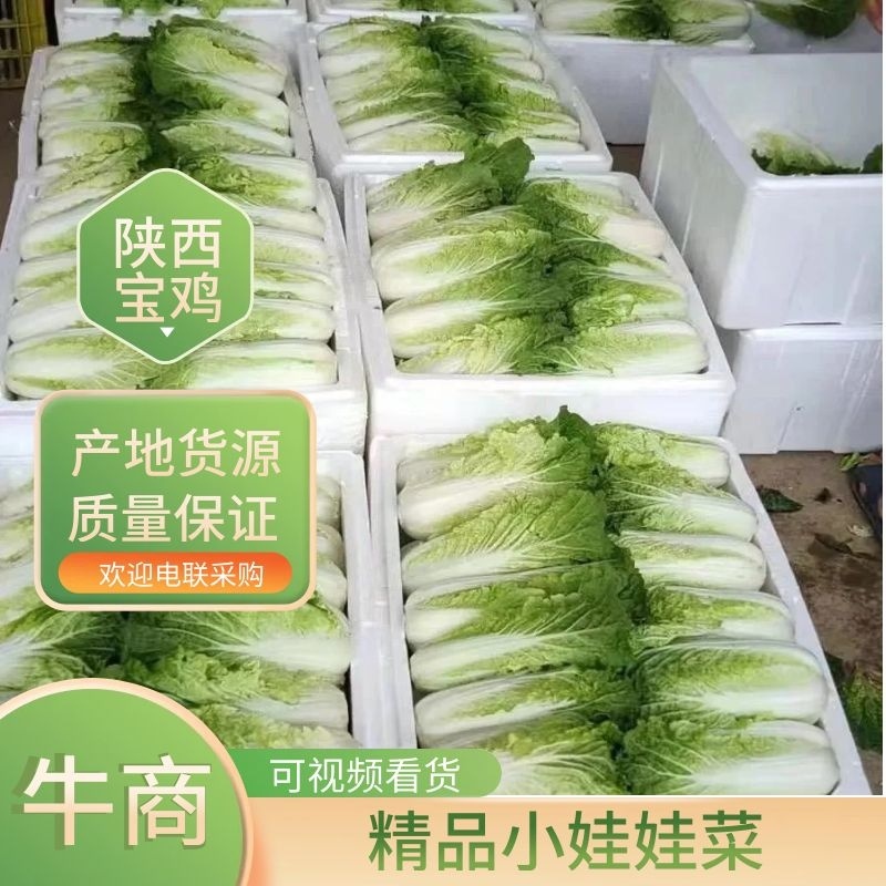 新鲜娃娃菜大量供应种植基地现采现发品质保障诚信经营