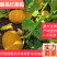 【实力推荐】山西忻州红南瓜大量供应品质保障可视频看货欢迎联系