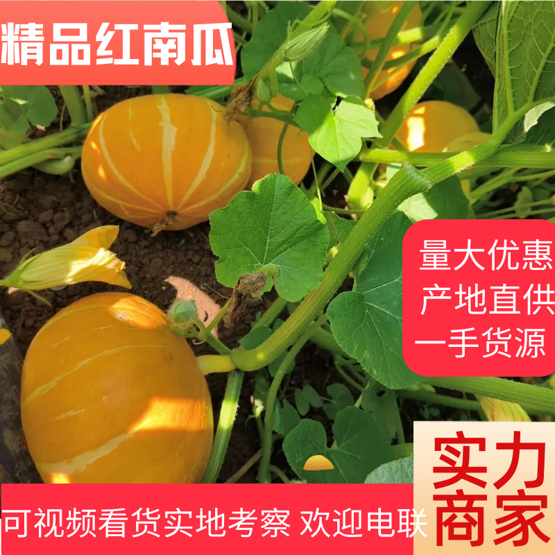 【实力推荐】山西忻州红南瓜大量供应品质保障可视频看货欢迎联系