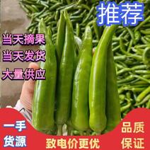 【优质】鲜青辣椒小米椒羊角辣椒品种齐全量大