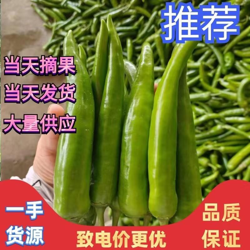 【优质】鲜青辣椒小米椒羊角辣椒品种齐全量大