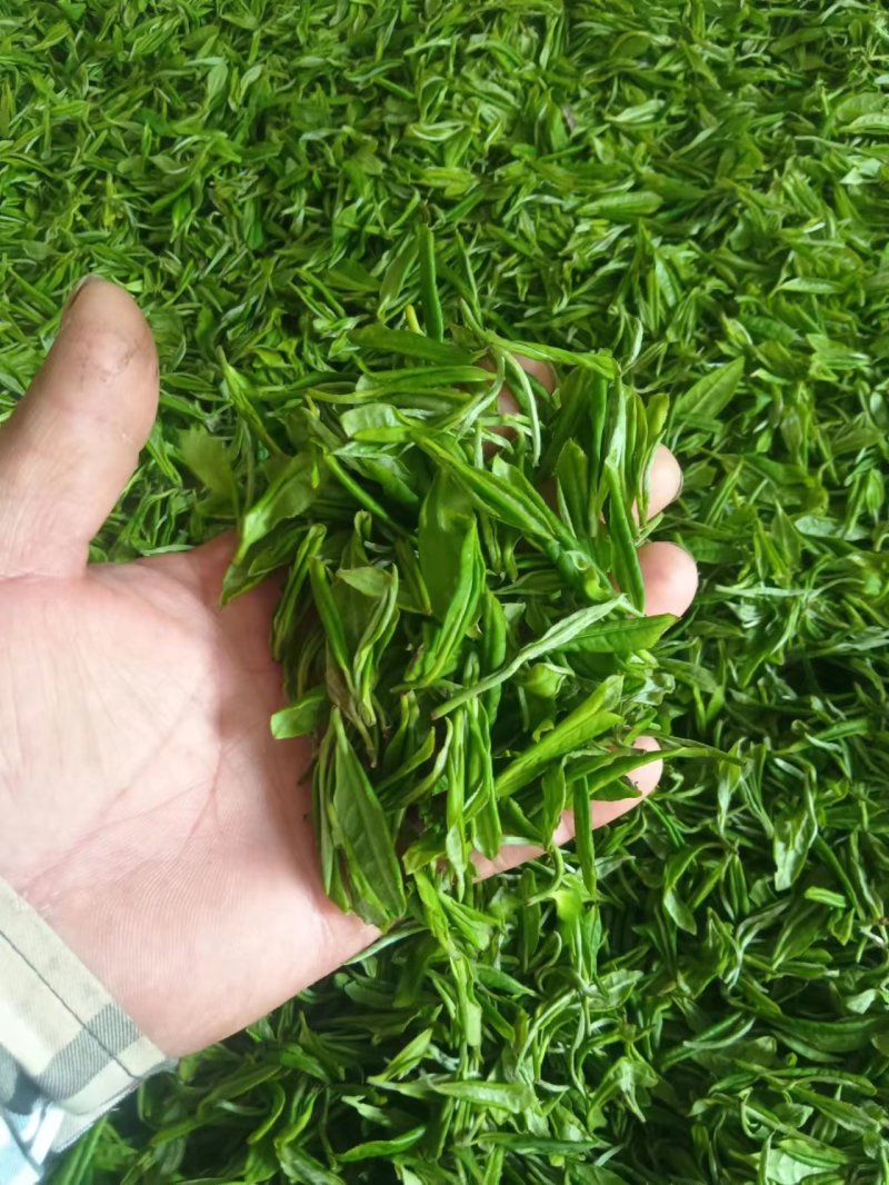 春芽二叶，红茶绿茶均有，大量供应，现货新茶