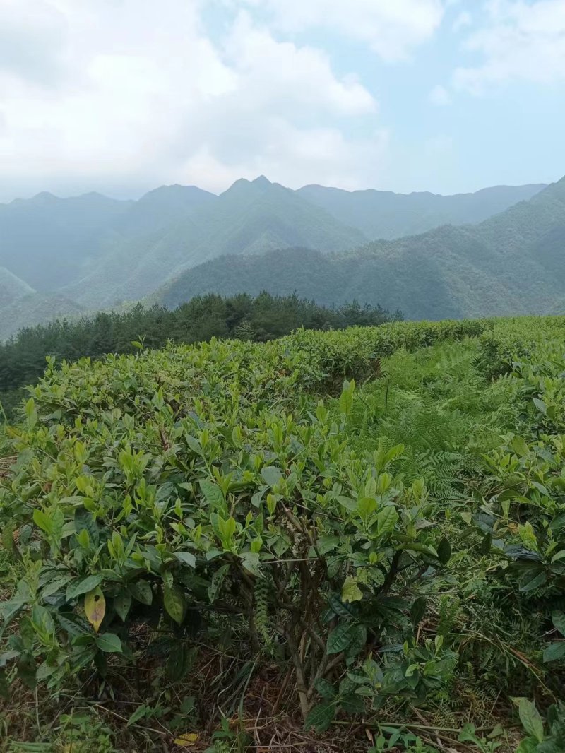 春芽二叶，红茶绿茶均有，大量供应，现货新茶