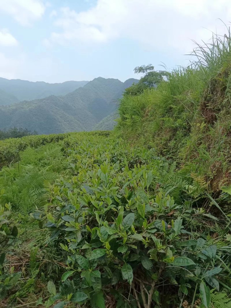 春芽二叶，红茶绿茶均有，大量供应，现货新茶