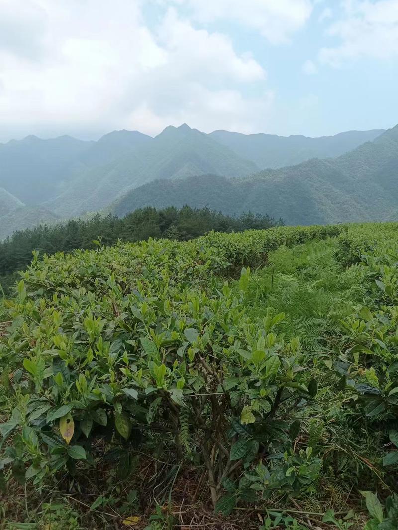 湖南茶叶，春芽一叶，红茶绿茶，大量供应精品