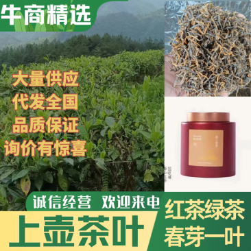 春芽二叶，红茶绿茶均有，大量供应，现货新茶