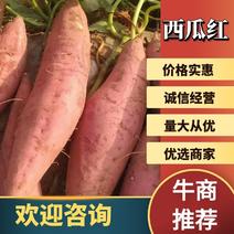 红薯新鲜红薯西瓜红烟薯货源充足大量现货品质好价格低