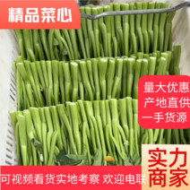 北京菜心货源充足品质保证对接全国批发市场商超电商