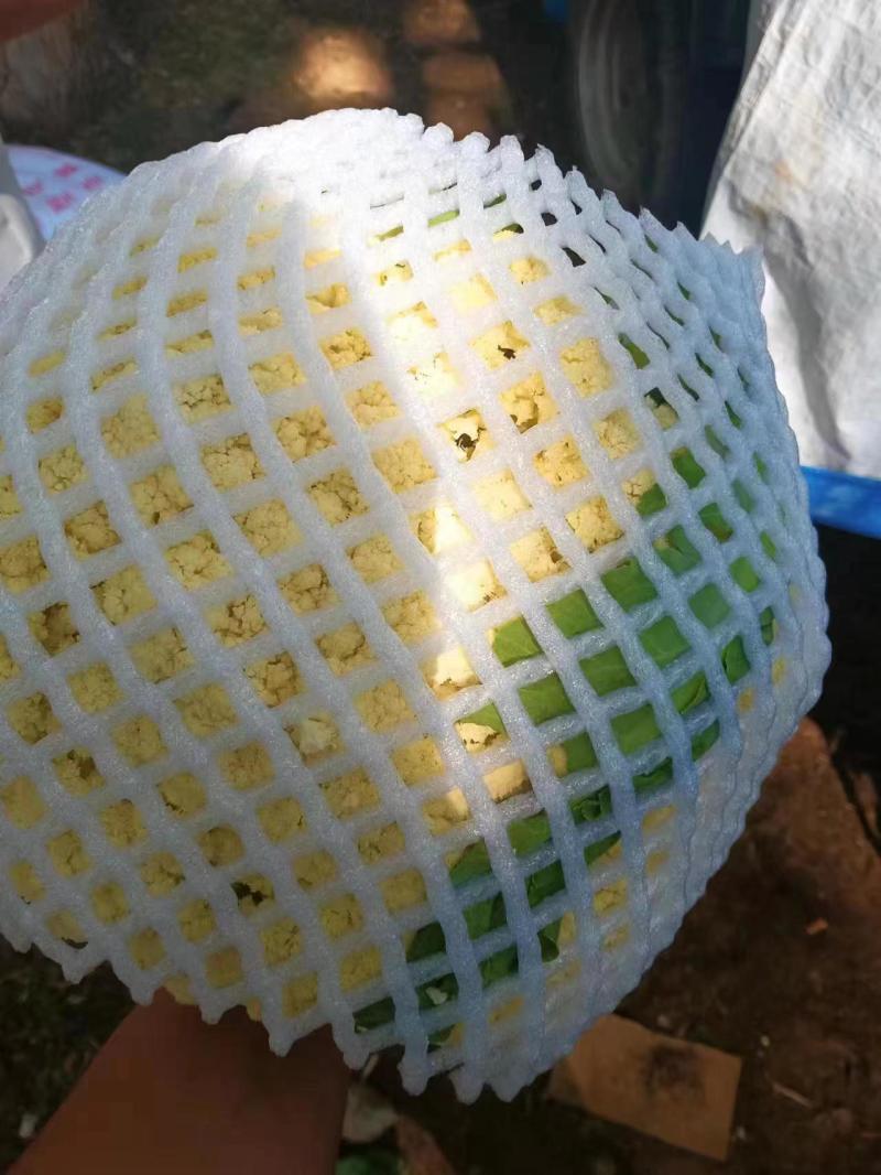 精品散花松花菜大量上市，品质保证，精选，量大从优，货源稳定