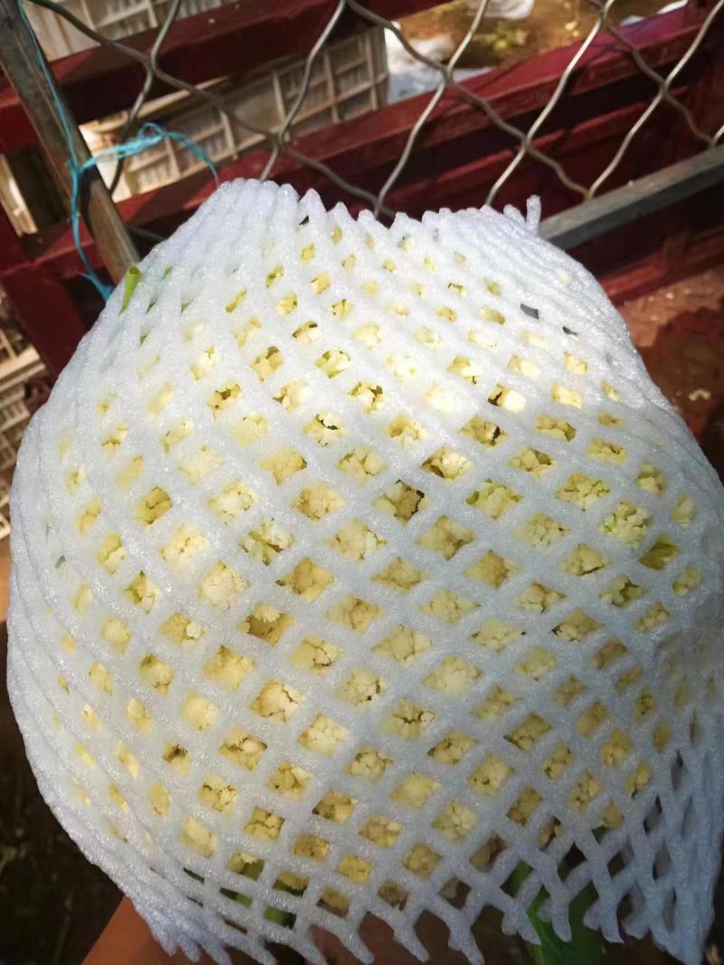 精品散花松花菜大量上市，品质保证，精选，量大从优，货源稳定