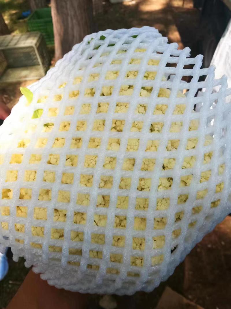 精品散花松花菜大量上市，品质保证，精选，量大从优，货源稳定