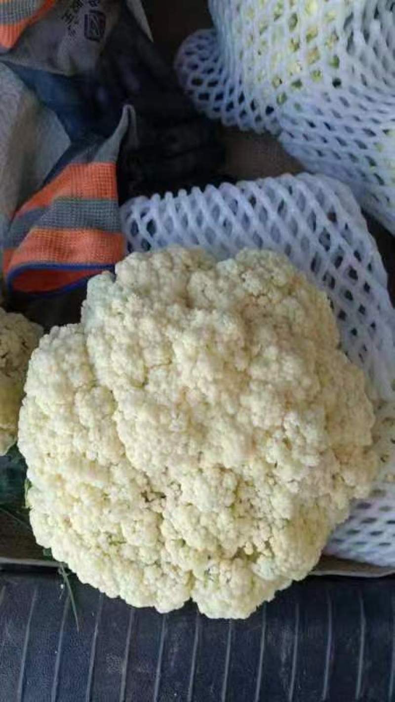 精品散花松花菜大量上市，品质保证，精选，量大从优，货源稳定