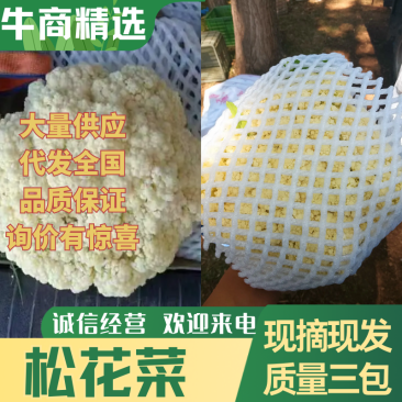 精品散花松花菜大量上市，品质保证，精选，量大从优，货源稳定