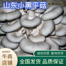 【蘑菇】精品平菇鲜平菇小黑平菇黑平菇可提供冷库一手货源