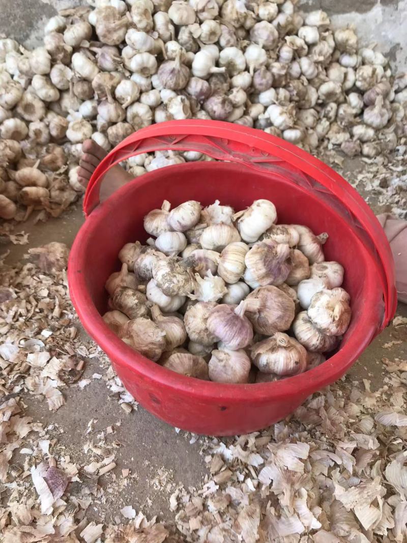 【一手货源】徐州精品红蒜货量充足量大优惠欢迎来电选购