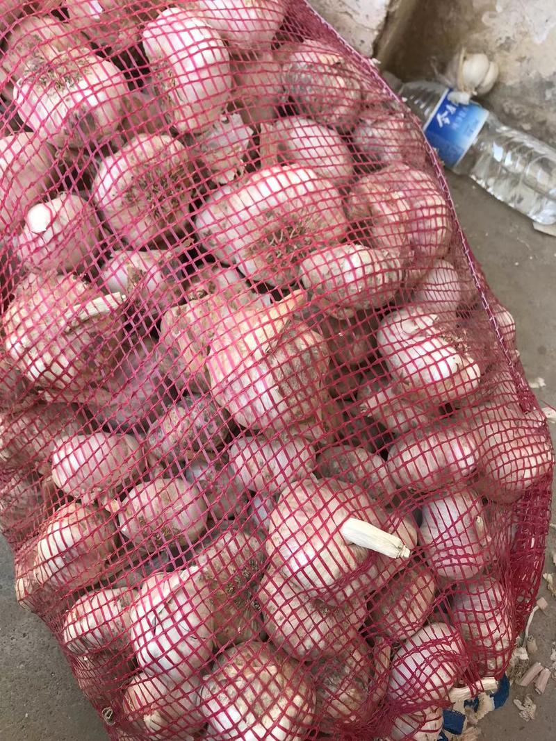 【一手货源】徐州精品红蒜货量充足量大优惠欢迎来电选购