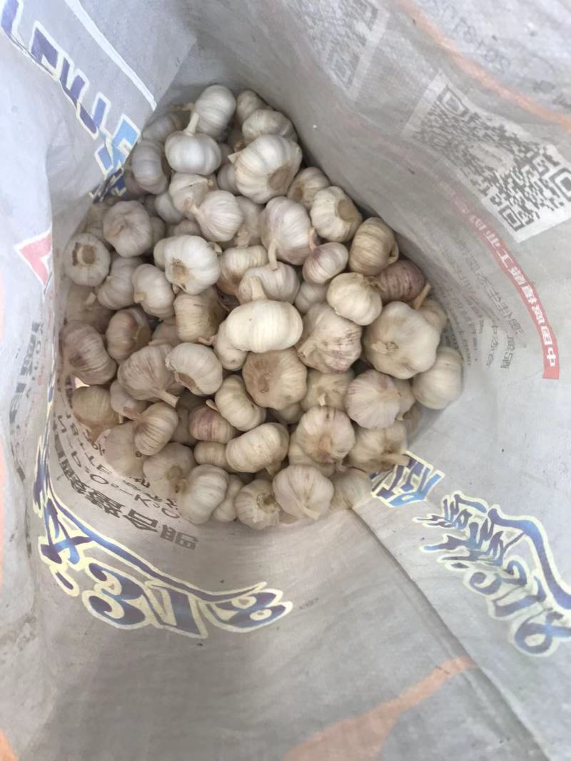 【一手货源】徐州精品红蒜货量充足量大优惠欢迎来电选购