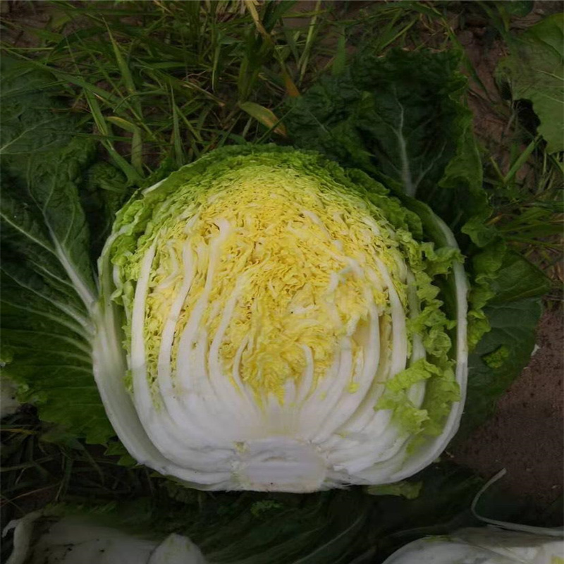 秋宝贝黄心白菜种子秋播大白菜种子生育期68天