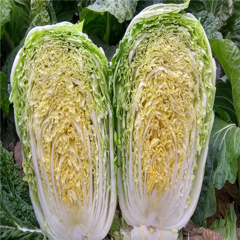 秋宝贝黄心白菜种子秋播大白菜种子生育期68天
