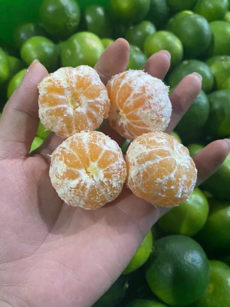 湖北特早蜜橘高原无籽蜜桔产地直发质量保证市场电商量大从优