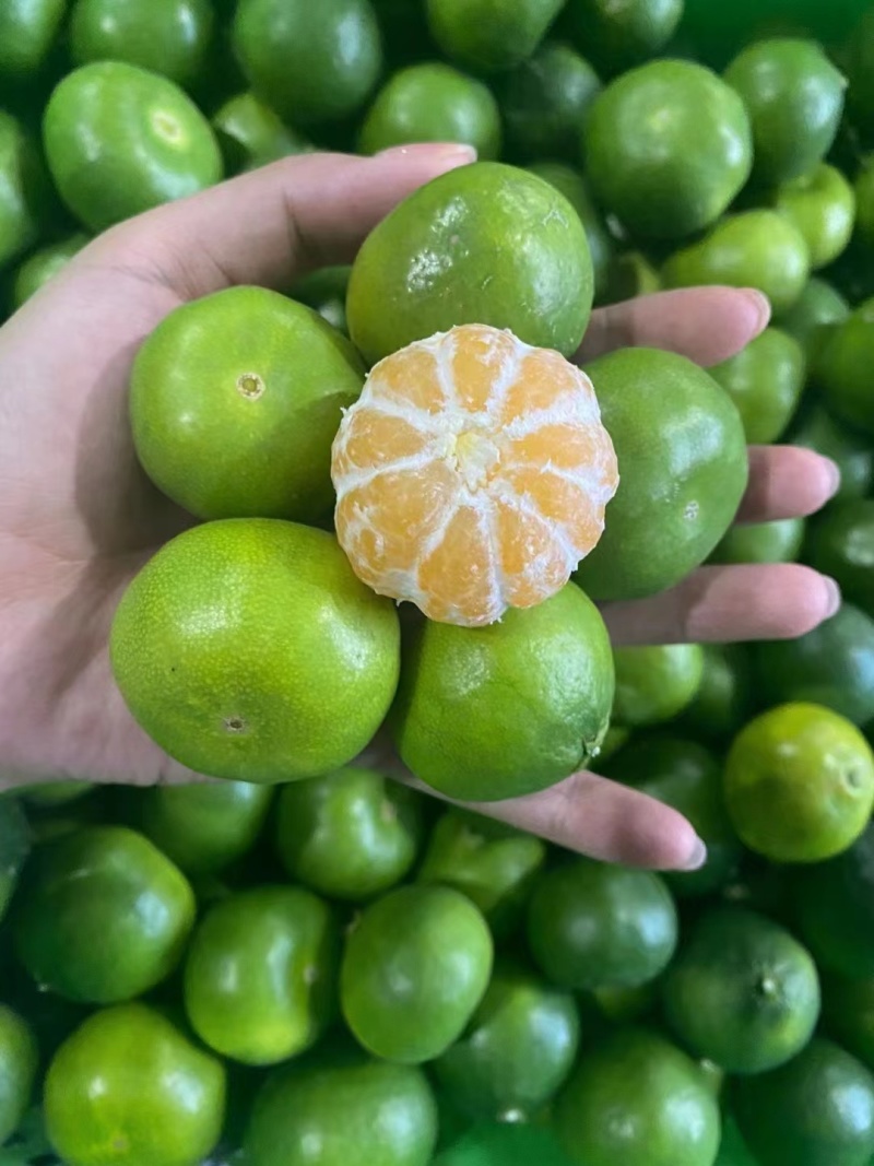 湖北特早蜜橘高原无籽蜜桔产地直发质量保证市场电商量大从优