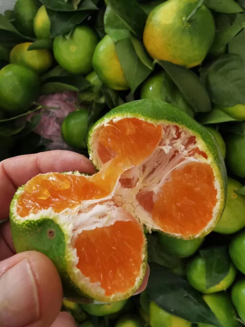 湖北特早蜜橘高原无籽蜜桔产地直发质量保证市场电商量大从优