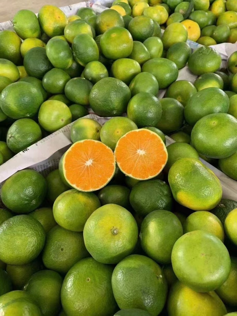 湖北特早蜜橘高原无籽蜜桔产地直发质量保证市场电商量大从优