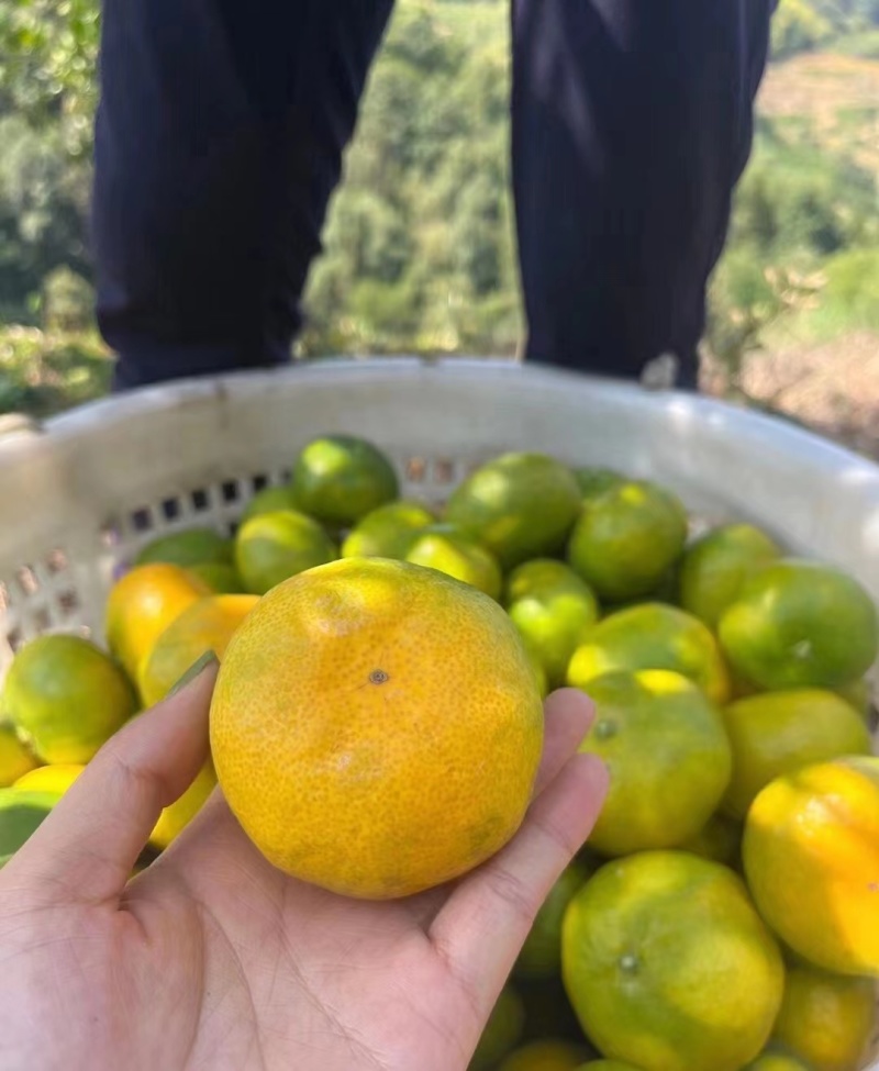 湖北特早蜜橘高原无籽蜜桔产地直发质量保证市场电商量大从优