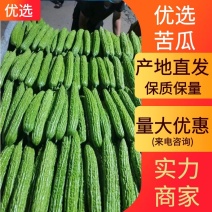 兰陵县精品苦瓜无病虫害颜色绿肉质好瓜条顺直量大优惠