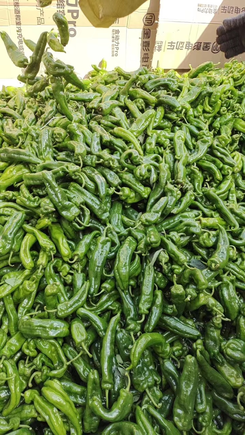精品泡椒/对接/电商/批发商/大型超市，产地直发。