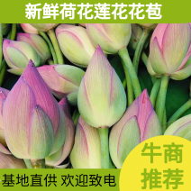 【推荐】新鲜荷花莲花花苞现采现发，可选择长度可插花