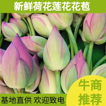 【推荐】新鲜荷花莲花花苞现采现发，一件代发
