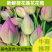 【推荐】新鲜荷花莲花花苞现采现发，一件代发