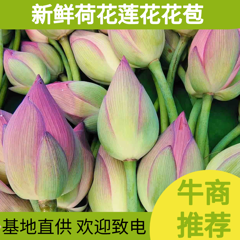 【推荐】新鲜荷花莲花花苞现采现发，一件代发