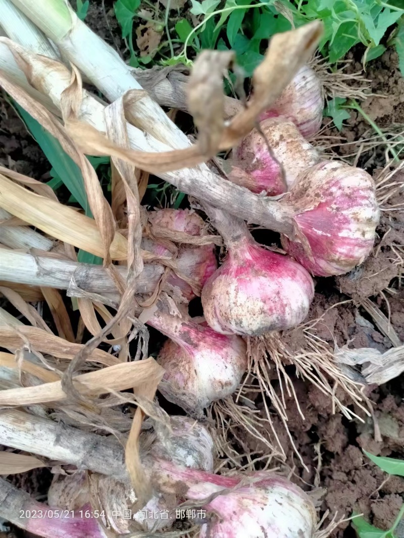 河北邯郸大名蒜种大量供应保质保量对接全国客商欢迎致电联系