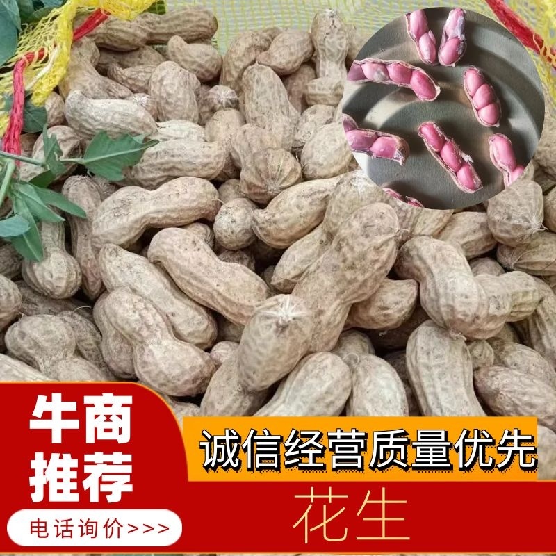 开封花生/四粒红花生大白沙花生市场商超团购供应来电