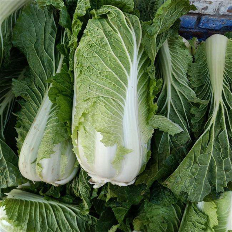 傲绿白菜种子北京新3三号大白菜种子秋季冬储籽口感佳