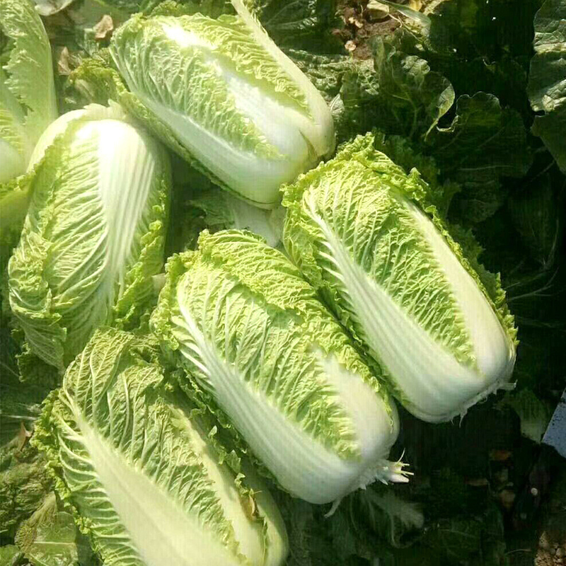 傲绿白菜种子北京新3三号大白菜种子秋季冬储籽口感佳