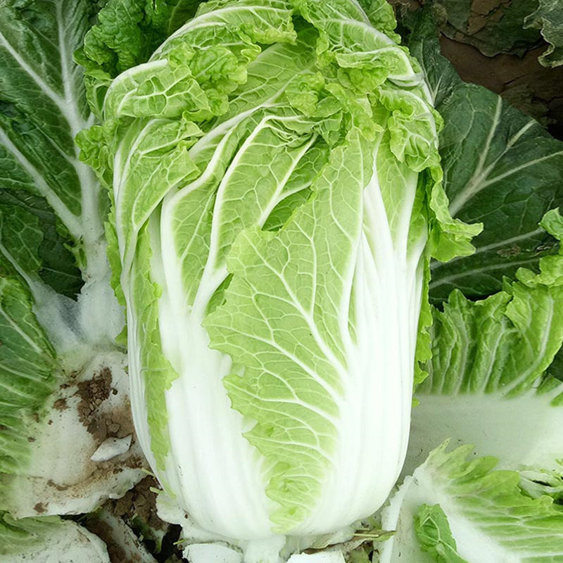 傲绿白菜种子北京新3三号大白菜种子秋季冬储籽口感佳
