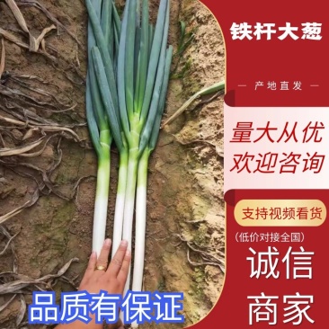 安丘铁杆大葱，大量有货，代收代发代卖，欢迎采购！