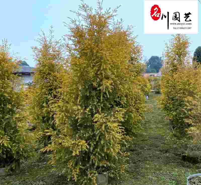 四川千层金球-成都黄金香柳批发-云南行道树黄金宝树基地