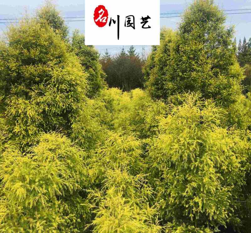 四川千层金球-成都黄金香柳批发-云南行道树黄金宝树基地