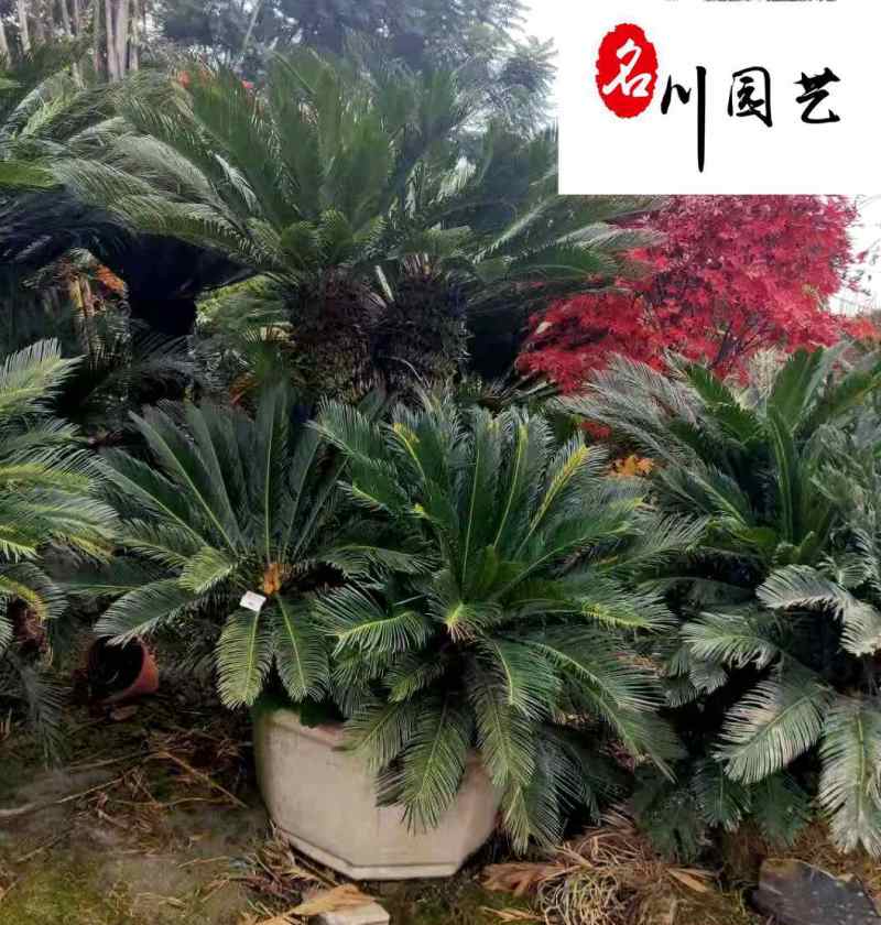 出售各累树盆栽铁树笼子-四季常绿-苏铁批发-四川铁树基地