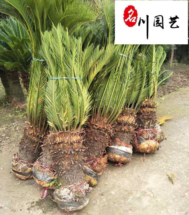 出售各累树盆栽铁树笼子-四季常绿-苏铁批发-四川铁树基地