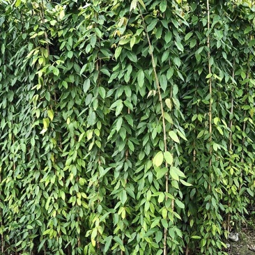 优惠处理油麻藤杯苗-四季常绿-爬墙爬藤植物-成都郫县货
