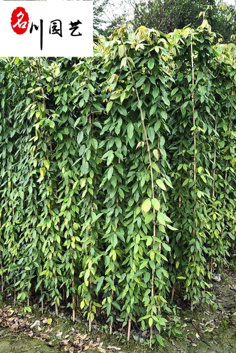 优惠处理油麻藤杯苗-四季常绿-爬墙爬藤植物-成都郫县货