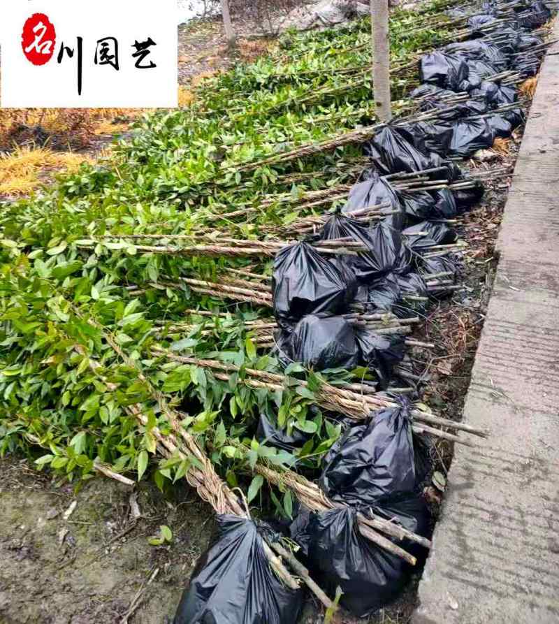 优惠处理油麻藤杯苗-四季常绿-爬墙爬藤植物-成都郫县货