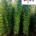 优惠处理油麻藤杯苗-四季常绿-爬墙爬藤植物-成都郫县货