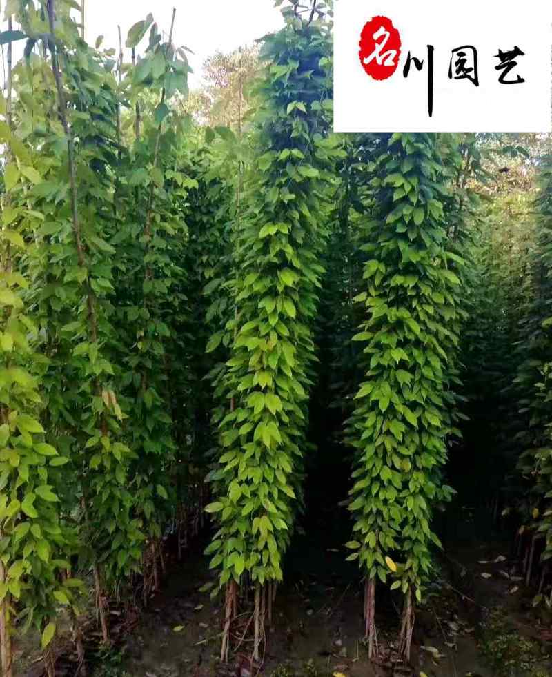 优惠处理油麻藤杯苗-四季常绿-爬墙爬藤植物-成都郫县货